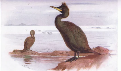 Cormoran huppé